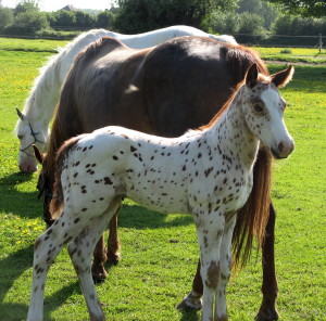 poulain appaloosa 2009 JMK CHUBBY PLAUDIT Handy21052009%20094_1