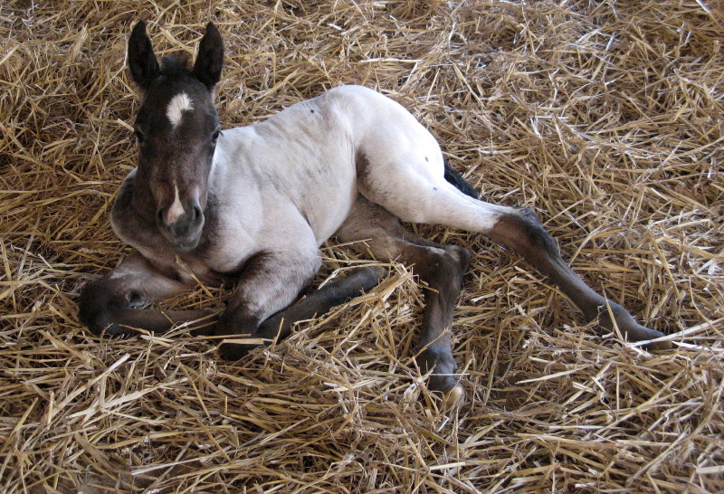 Pico Hideout Peyre X Mescal Blue Icy28072010%20006