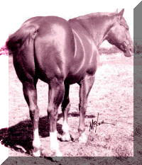 Leo Quarter Horse Stud