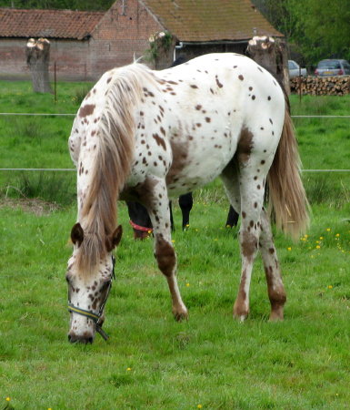 Recherche d'un cheval. Vos avis. Pocobluejetleo2mai2008%20142_1