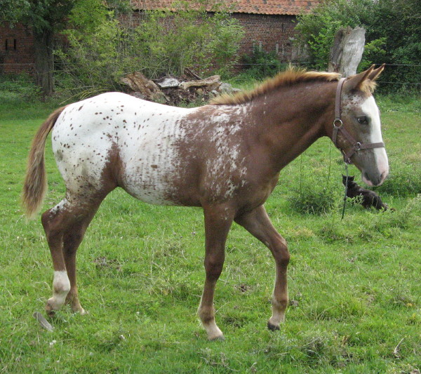 poulain et pouliche à vendre chez JMKFARM  - Page 4 Poulain%202011%20+zippo%20juillet%202011%20010%20GO_1