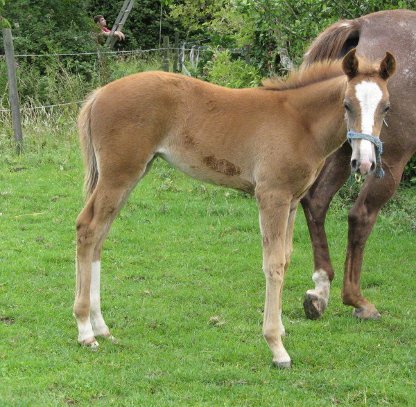 poulain et pouliche à vendre chez JMKFARM  - Page 4 Poulain%202011%20+zippo%20juillet%202011%20048%20GO_1