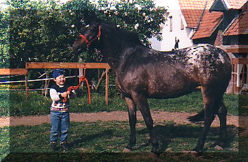 Poulain appaloosa 2009 Taiga22042003